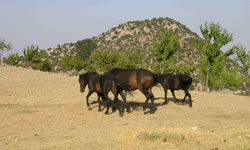 Horses at Spil Mountain
